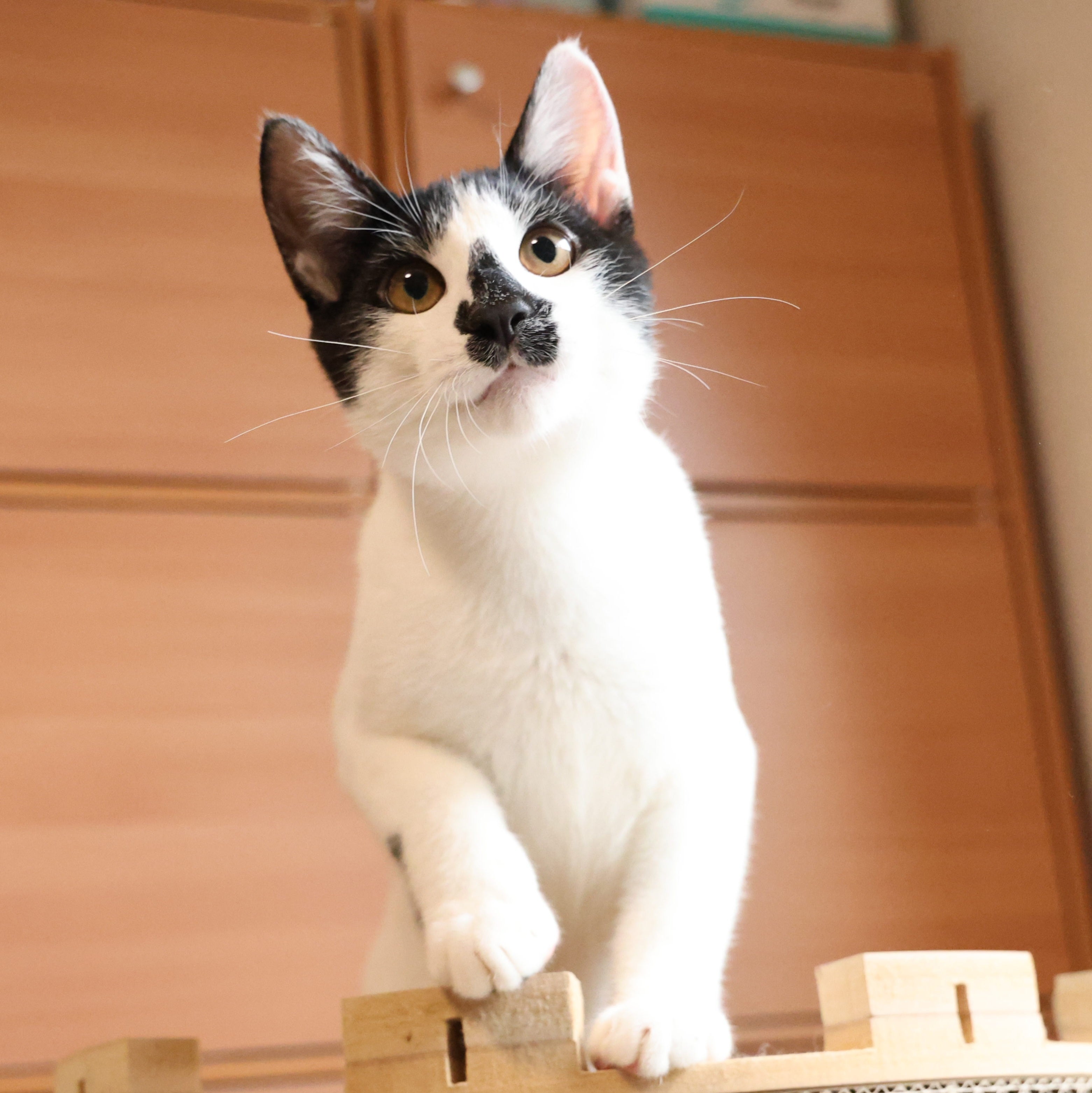 里親を待つ保護猫