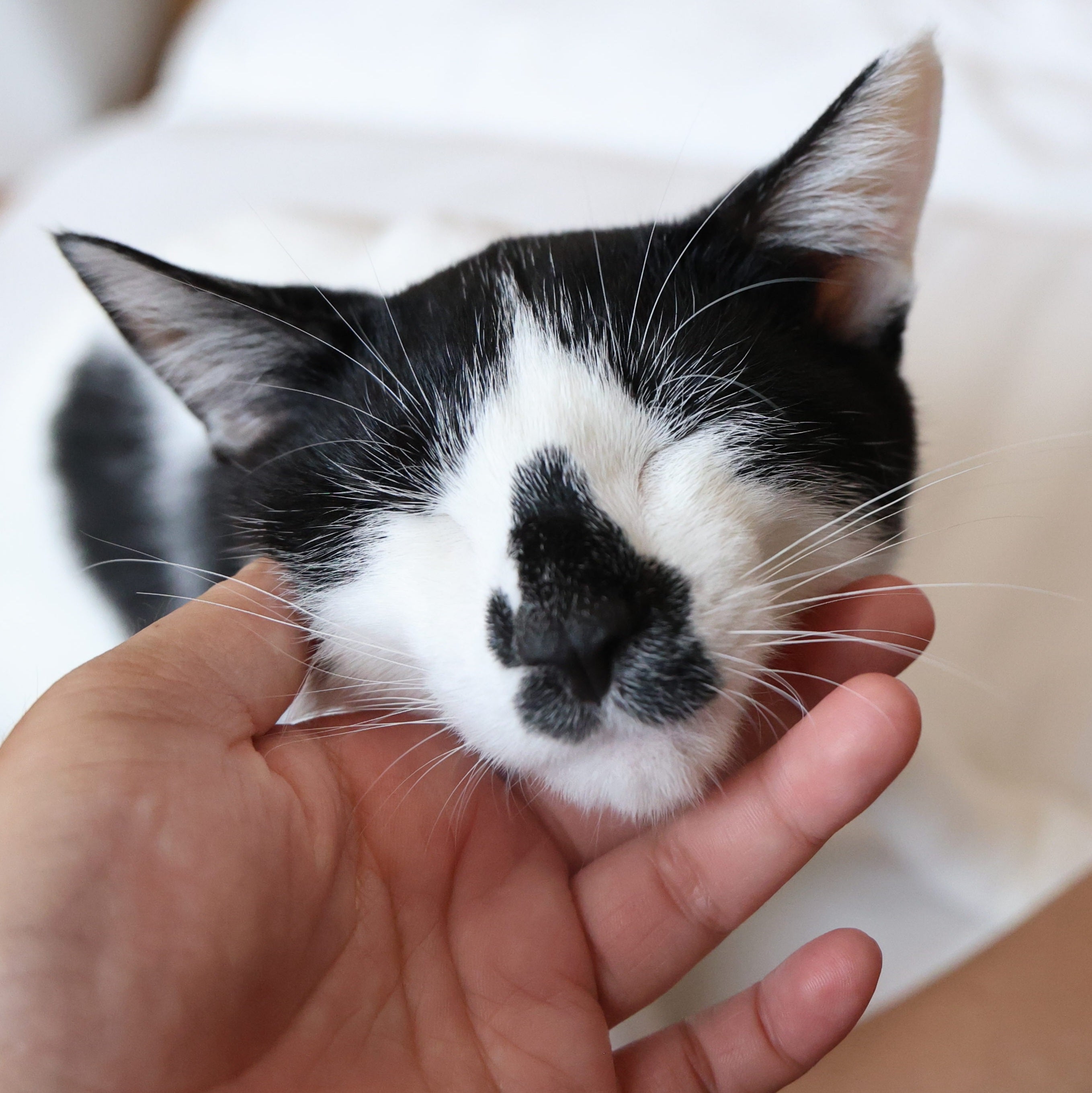 保護猫の日常