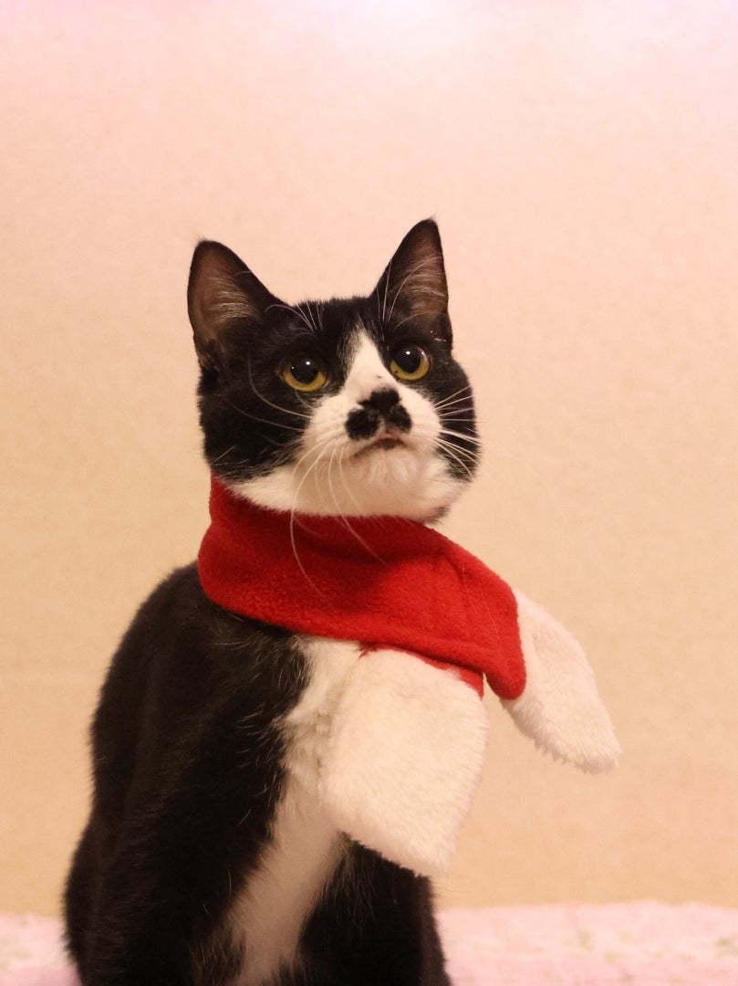 保護猫の日常