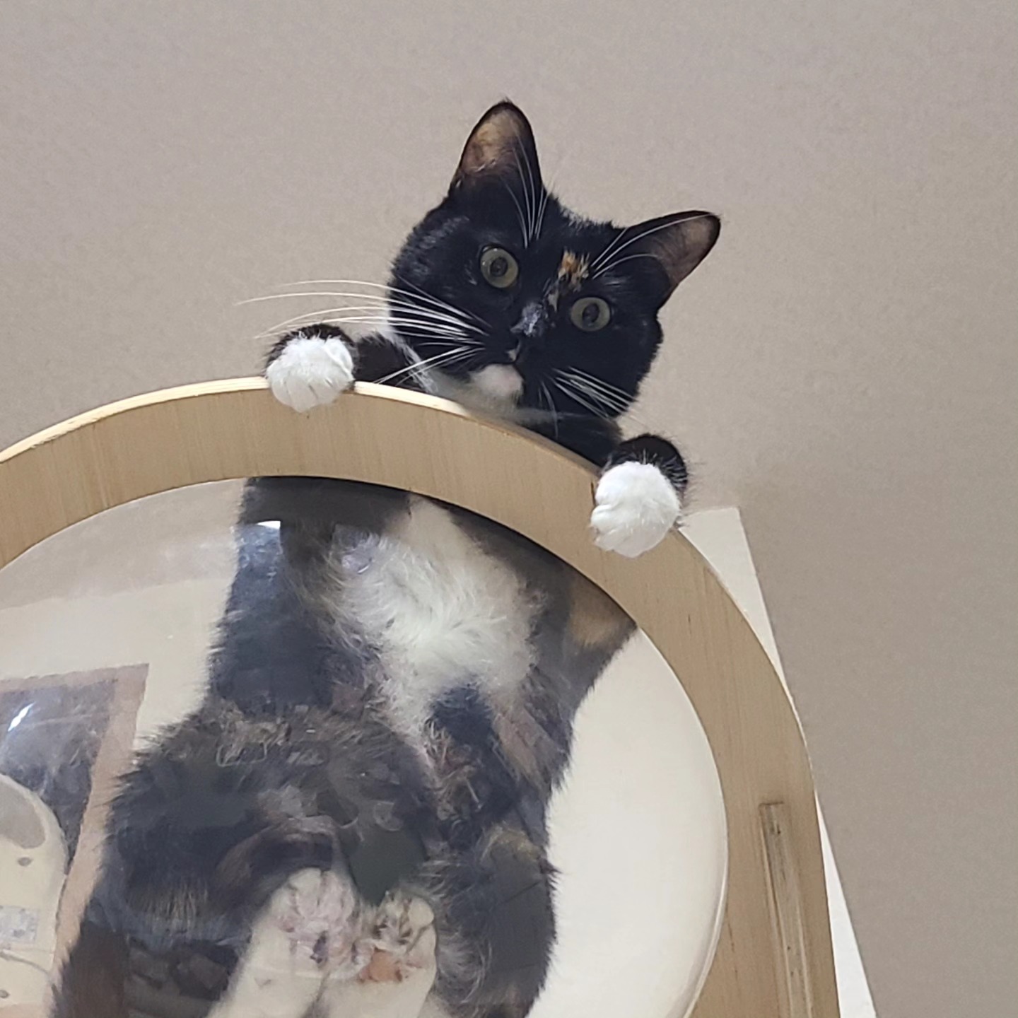 保護猫の日常